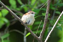 Carolina Wren